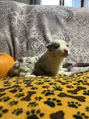 Les chiots de Border Collie
