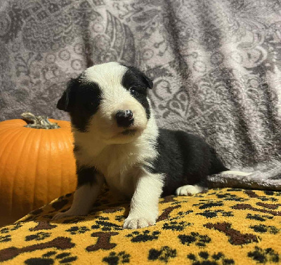 Les chiots de Border Collie