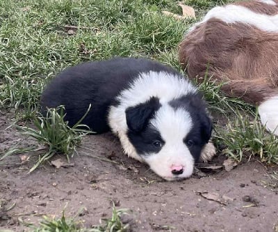Les chiots de Border Collie