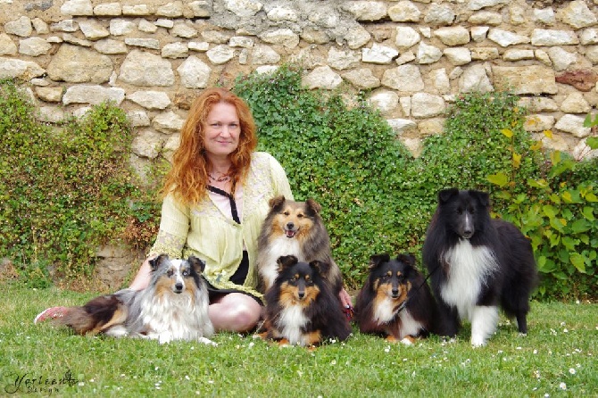 Accueil Elevage Du Vent Des Moissons Eleveur De Chiens