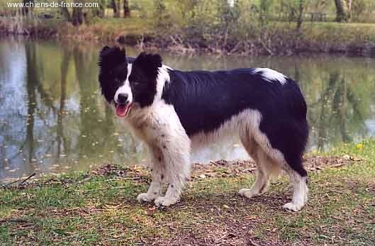 Soquette (Sans Affixe) - 1ère EXC CACS