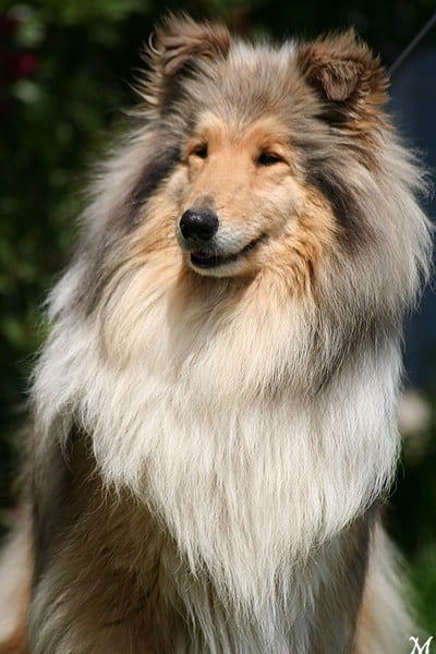 Vraie perle doree De cathyja