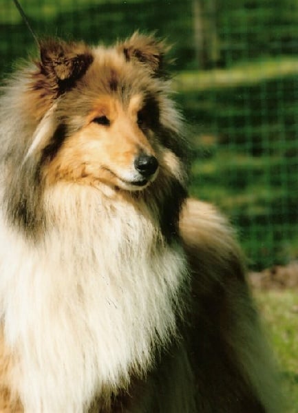 Vraie perle doree De cathyja