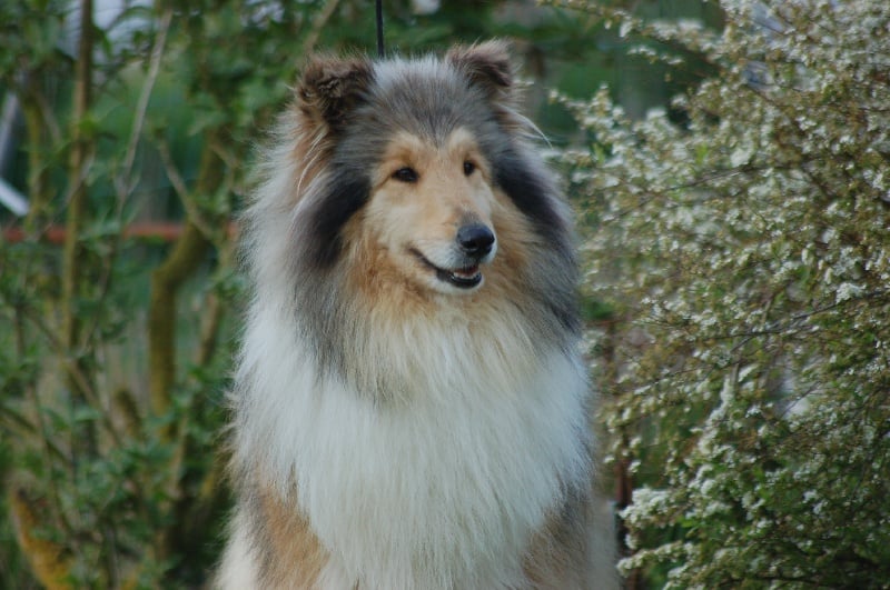 Vraie perle doree De cathyja