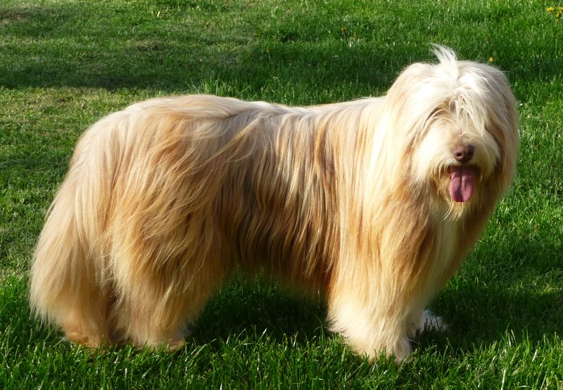 Dreamer de L'Ouvernhat