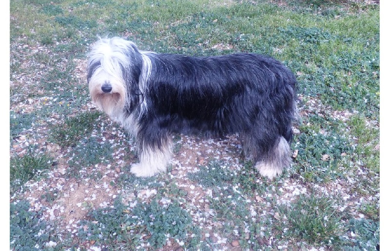 Harley de L'Ouvernhat