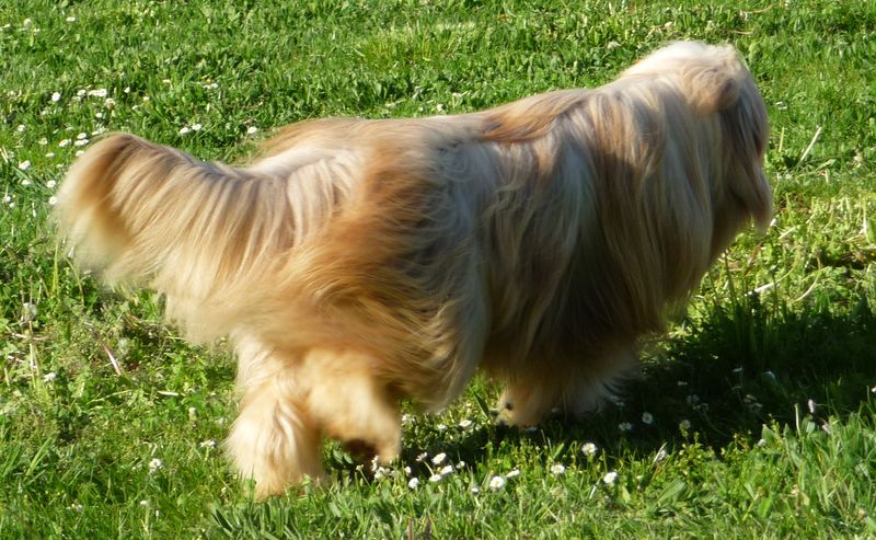 Dreamer de L'Ouvernhat