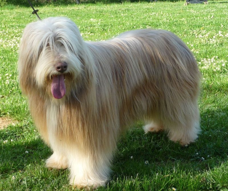 Dreamer de L'Ouvernhat