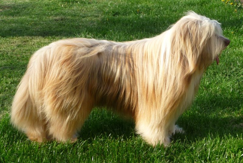 Dreamer de L'Ouvernhat