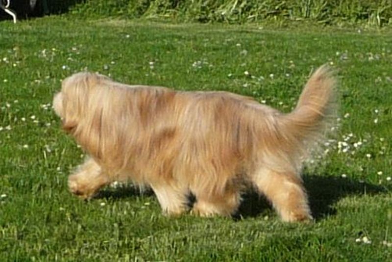 Dreamer de L'Ouvernhat