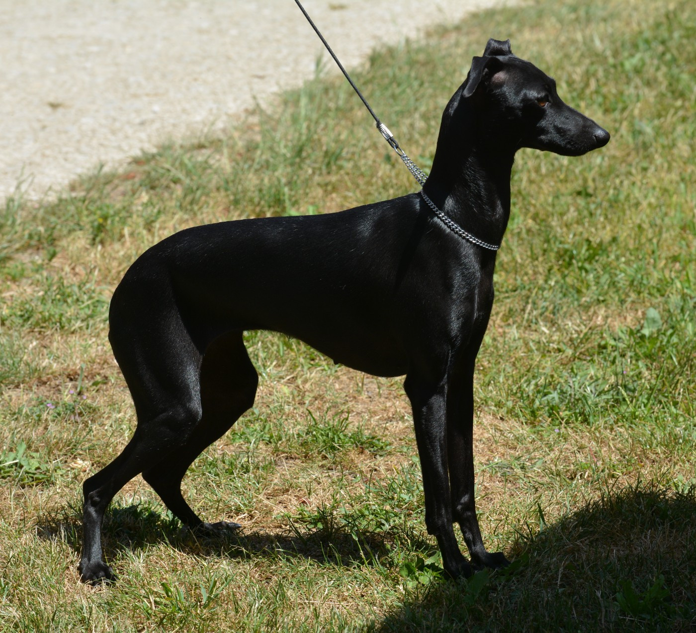 CH. UNE SUPER NANA  du domaine de Chanteloup