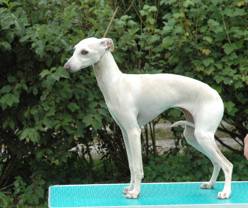 Publication : du domaine de Chanteloup