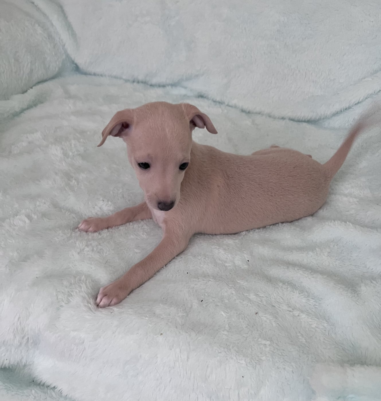 Chiot N°2 - Petit Levrier Italien