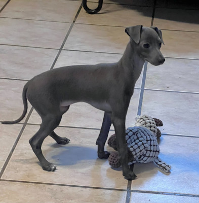 Les chiots de Petit Levrier Italien