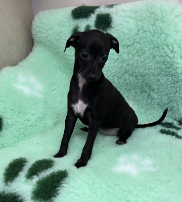 Les chiots de Petit Levrier Italien