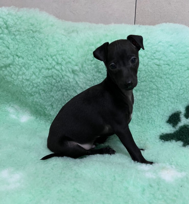 Les chiots de Petit Levrier Italien