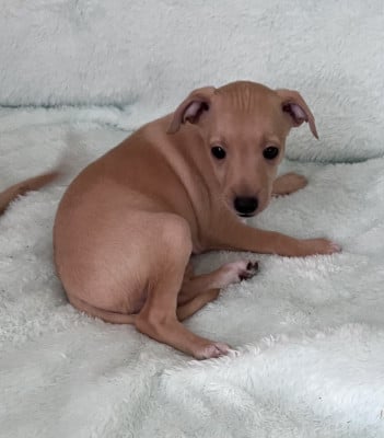 Les chiots de Petit Levrier Italien