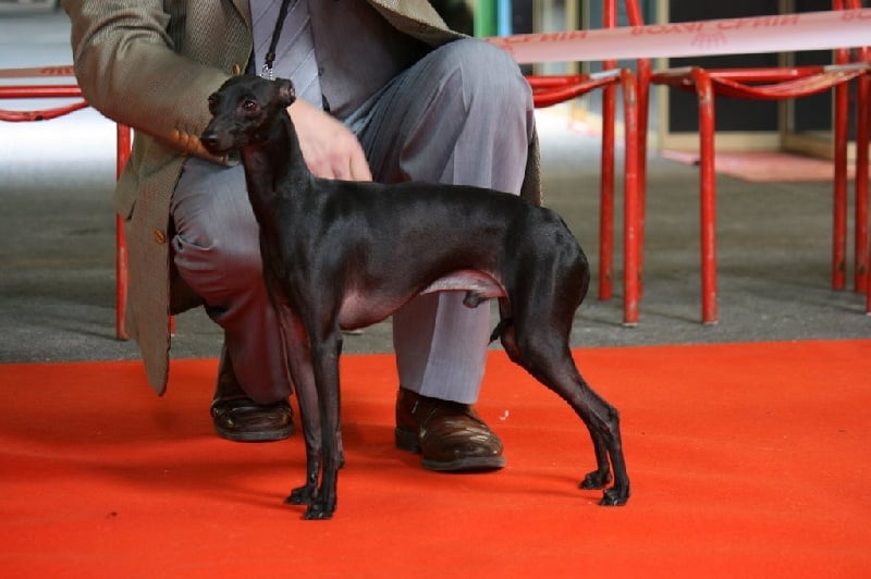 CH. Be bop du domaine de Chanteloup - MEILLEUR DE RACE