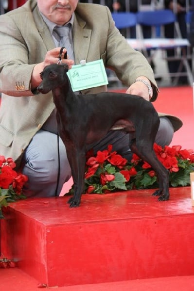 CH. Be bop du domaine de Chanteloup - CACIB - BOB - 3ème BOG