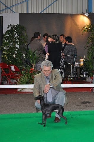 CH. Be bop du domaine de Chanteloup - CACIB