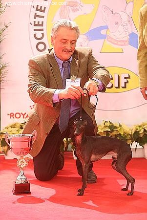 CH. Be bop du domaine de Chanteloup - BOB - BIS JEUNE