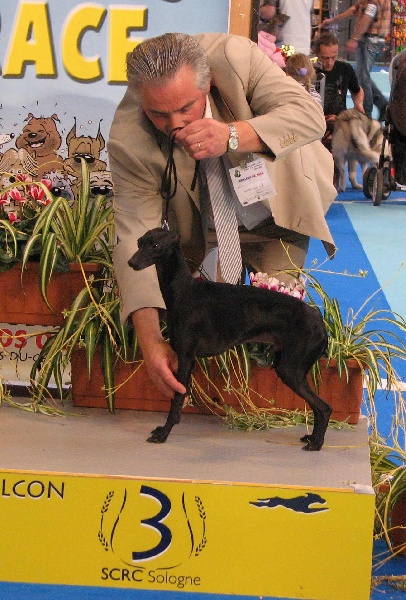 CH. Be bop du domaine de Chanteloup - 1 EXC CACIB BOB BOG