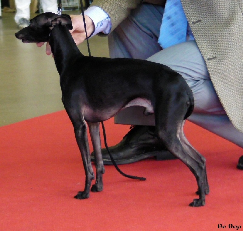 CH. Be bop du domaine de Chanteloup - 1 EXC CACIB