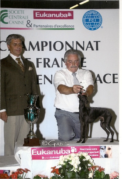 CH. Be bop du domaine de Chanteloup - CACIB - BOB- BOG - RBIS