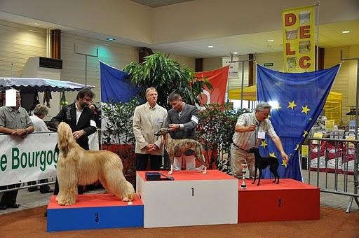 CH. Be bop du domaine de Chanteloup - CACIB - BOB - 2BOG