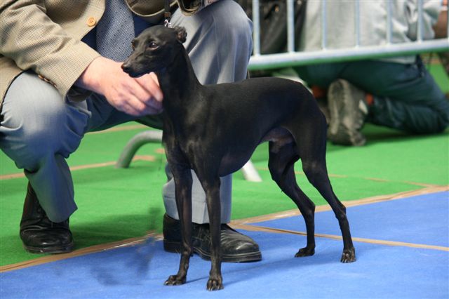 CH. Be bop du domaine de Chanteloup - CACIB