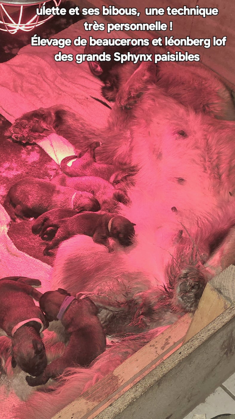 Leonberger - Grands sphynx paisibles