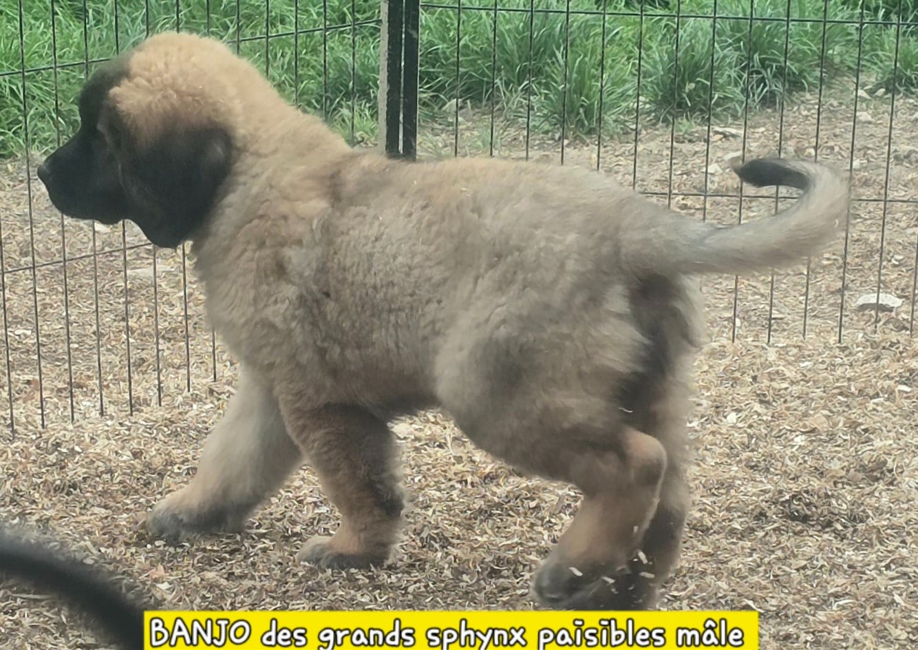 Chiot N°2 - Leonberger