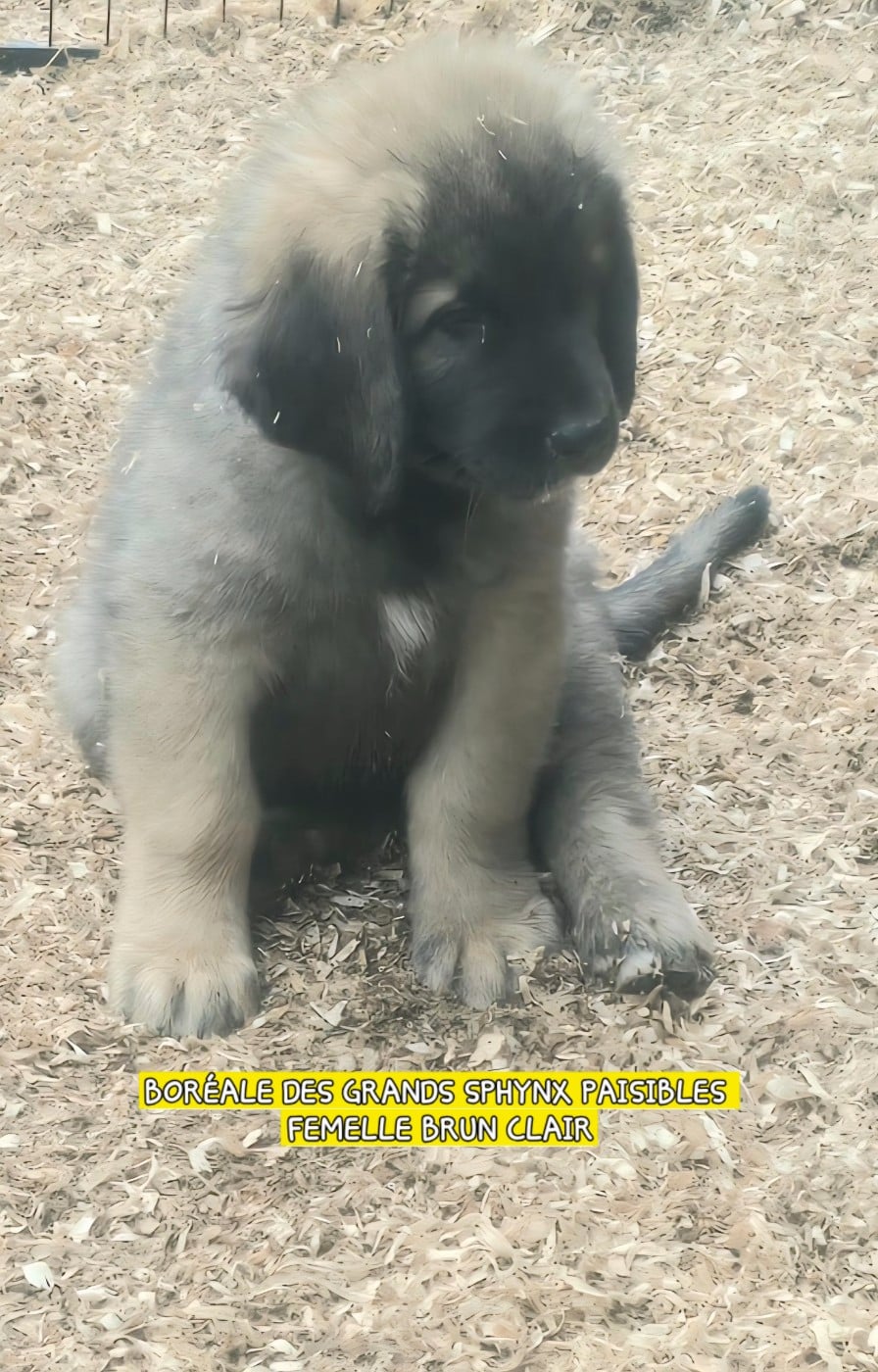Chiot N°4 - Leonberger