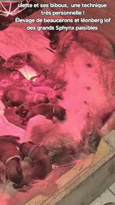 Les chiots de Leonberger