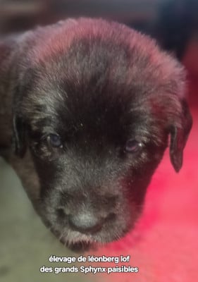 Les chiots de Leonberger