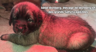 Les chiots de Leonberger