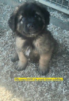 Les chiots de Leonberger
