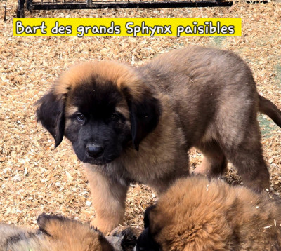 Les chiots de Leonberger