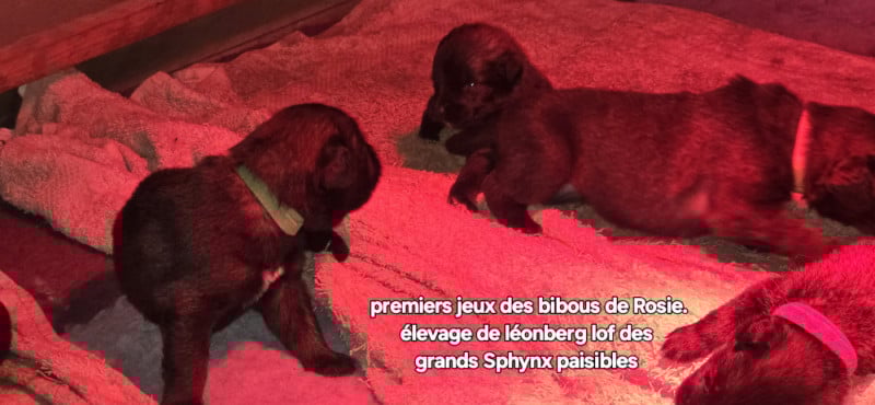 Leonberger - Grands sphynx paisibles