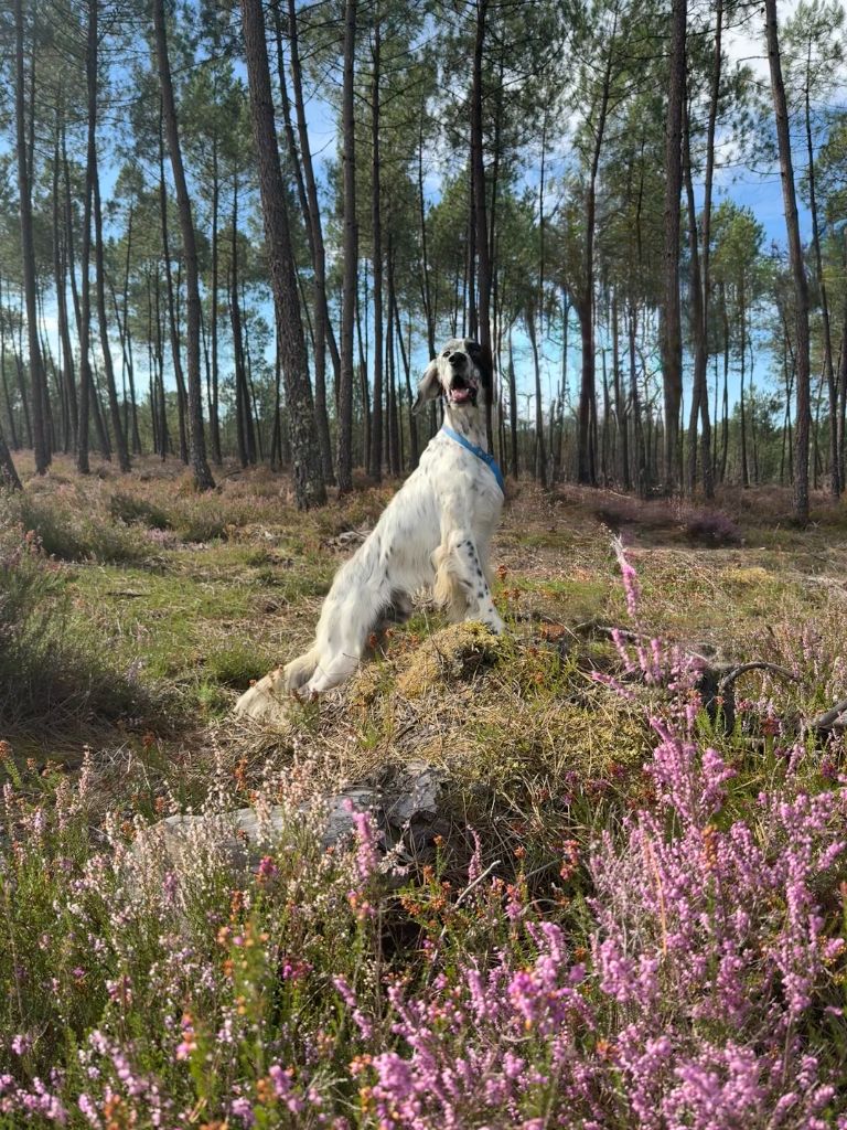 Publication : des Gorges du Regalon