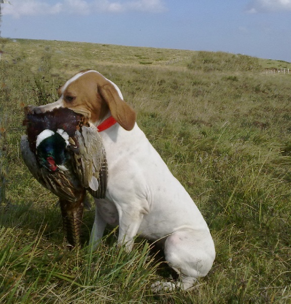 TR. CH. Barça des Gorges du Regalon