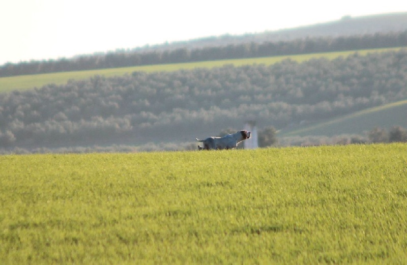 TR. CH. Barça des Gorges du Regalon