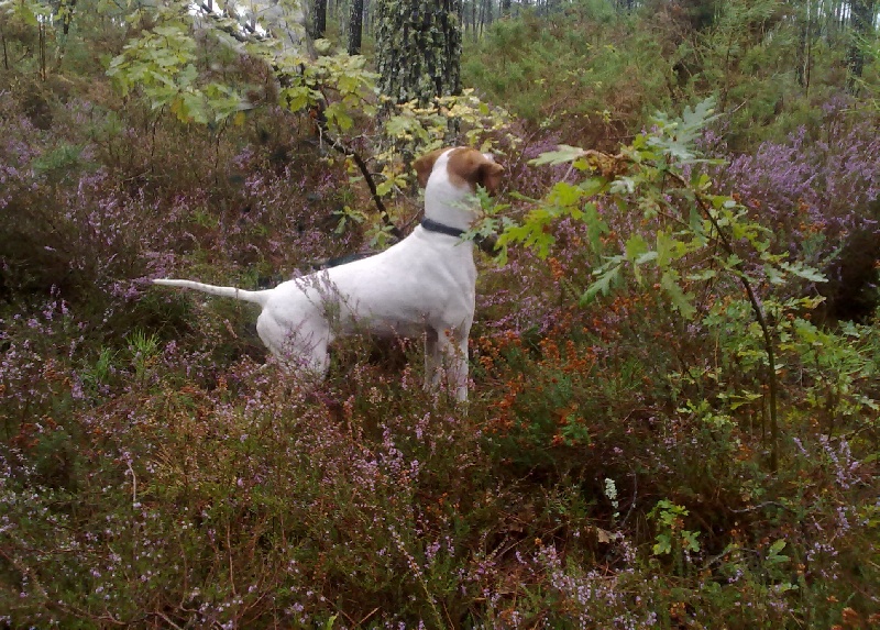 TR. CH. Barça des Gorges du Regalon