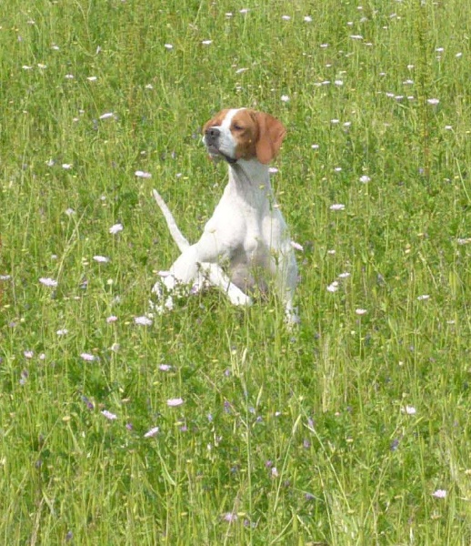 TR. CH. Barça des Gorges du Regalon