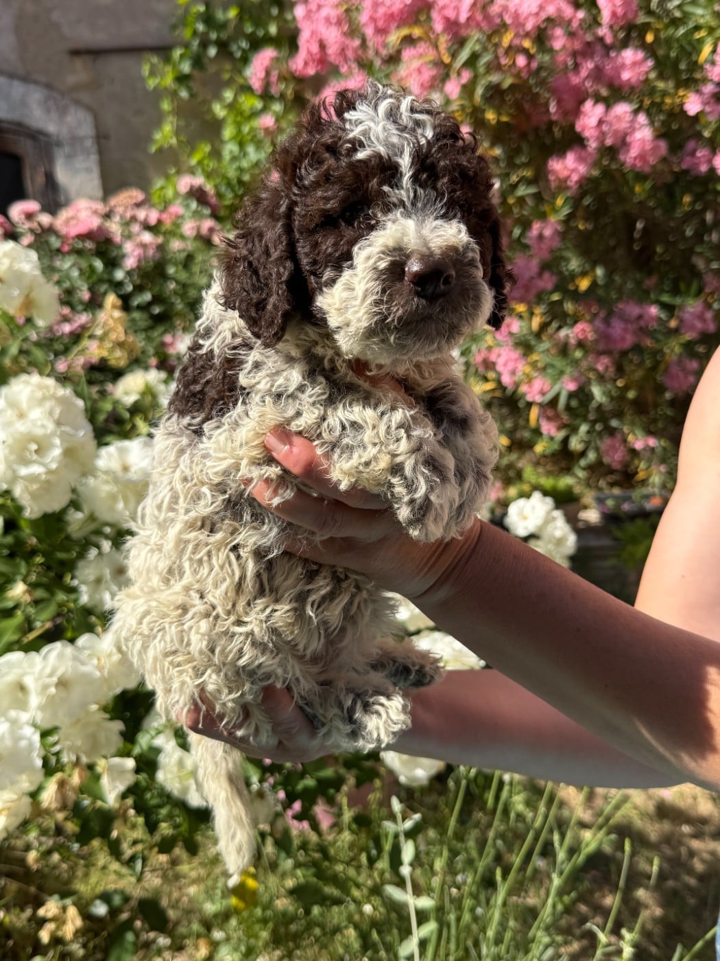 CHIOT 2