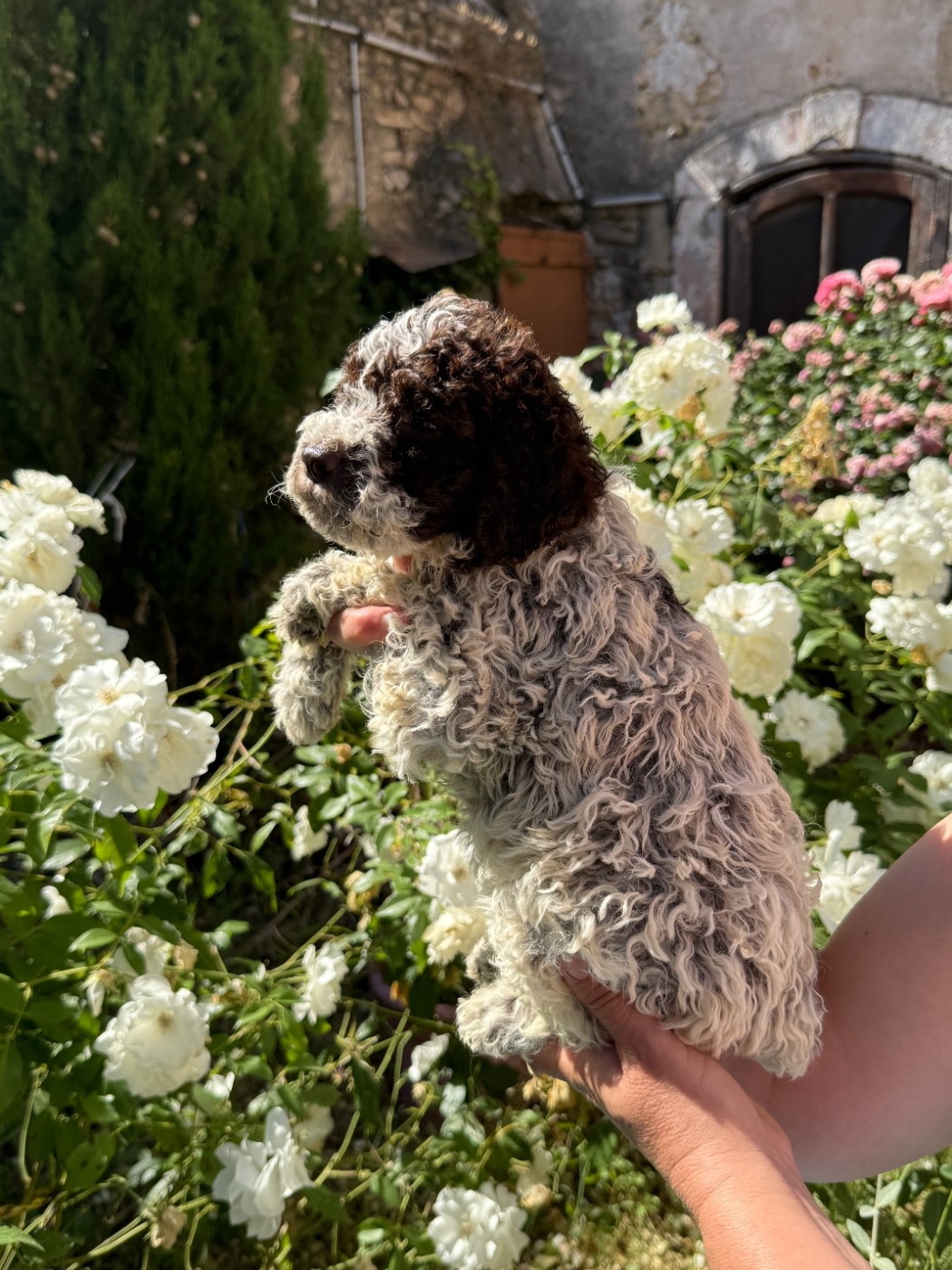 CHIOT 2