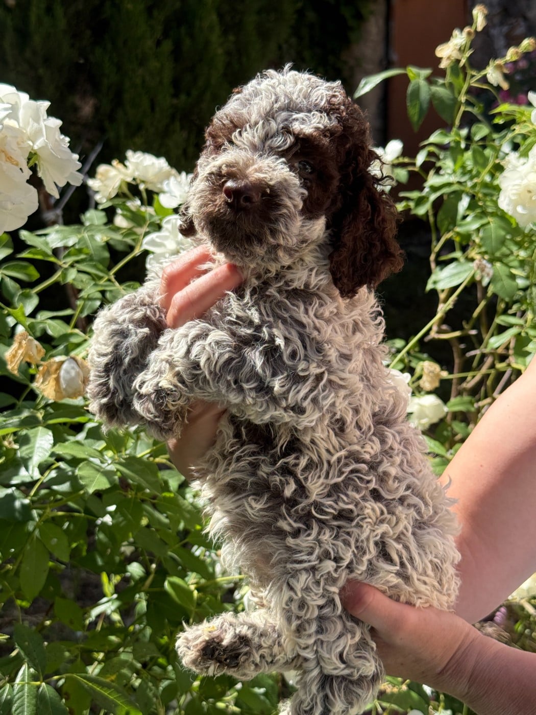 CHIOT 3