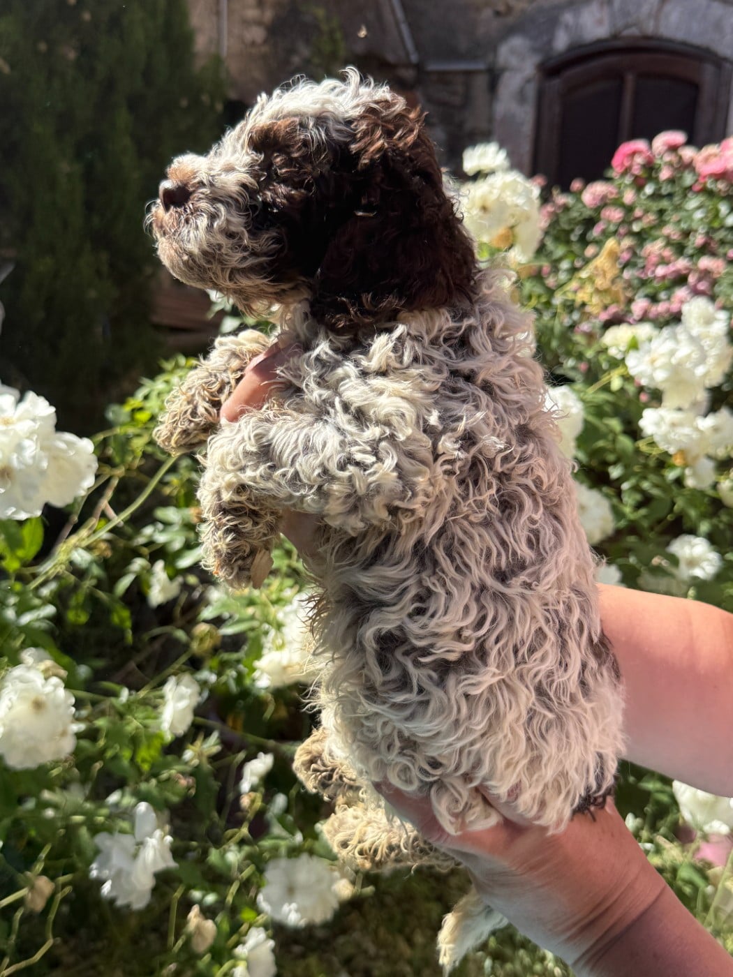 CHIOT 4