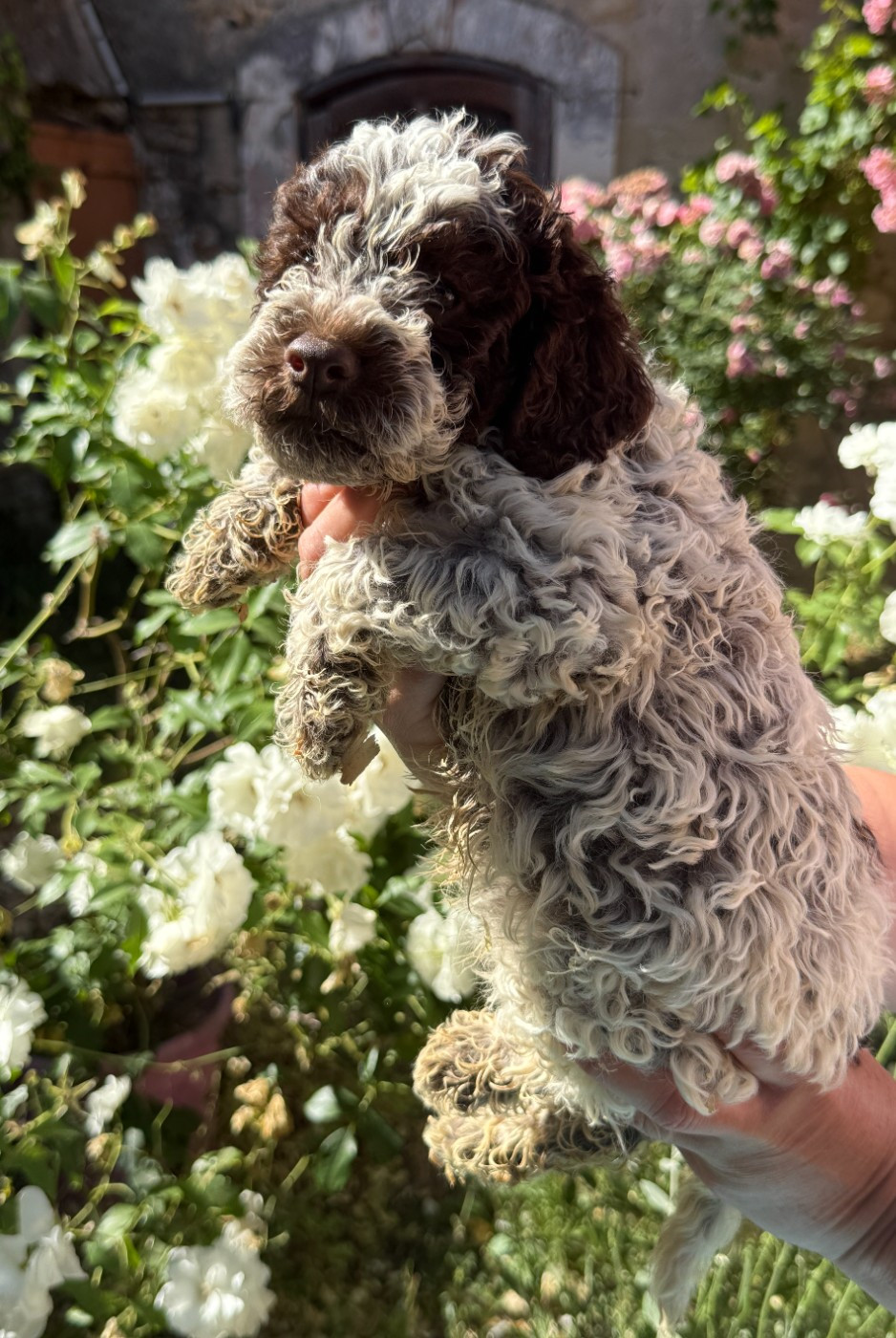 CHIOT 4