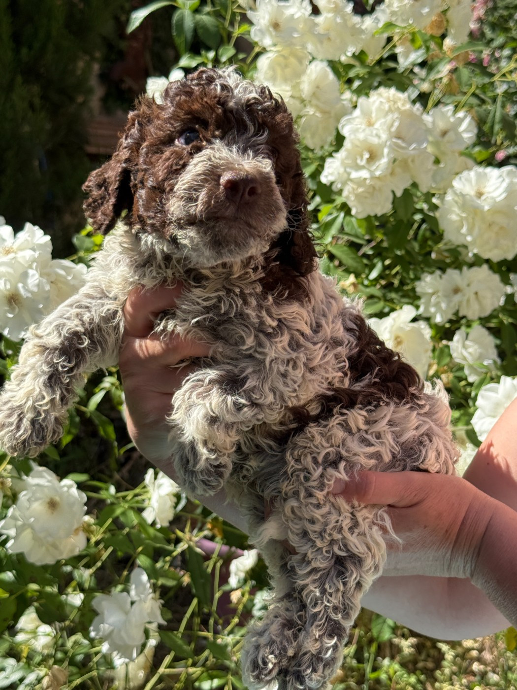CHIOT 5